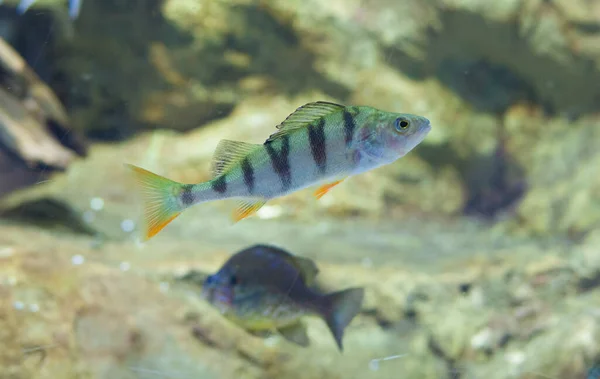 Perca Fluviatilis Vulgarmente Conhecido Como Poleiro Comum Poleiro Europeu Uma — Fotografia de Stock