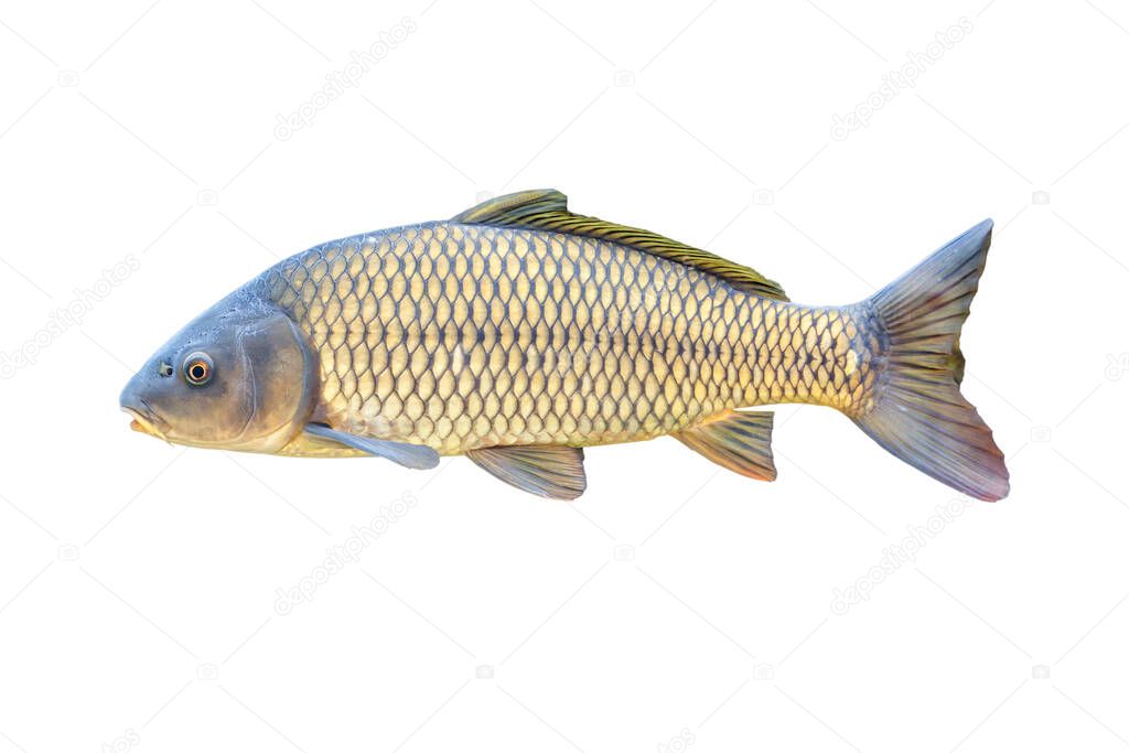 European carp or Cyprinus carpio, a species of freshwater fish. Isolated over white