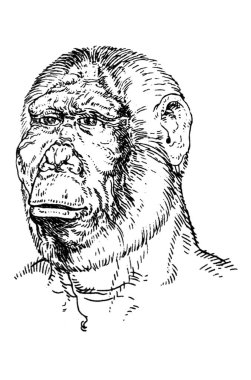 Paranthropus boisei veya Australopithecus bosei 'nin portresi. Ayrıca OH 5 olarak da bilinir. Zinj, Sevgili Çocuk veya Fındıkkıran. Katalonya Arkeoloji Müzesi, Barselona, İspanya