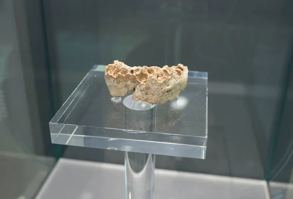 바르셀로나 스페인 2019 Fragment Neanderthal Mandible Cova Gegant Sitges Spain — 스톡 사진