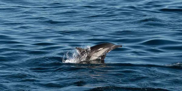 Long-beaked common dolphin off the coast of Baja