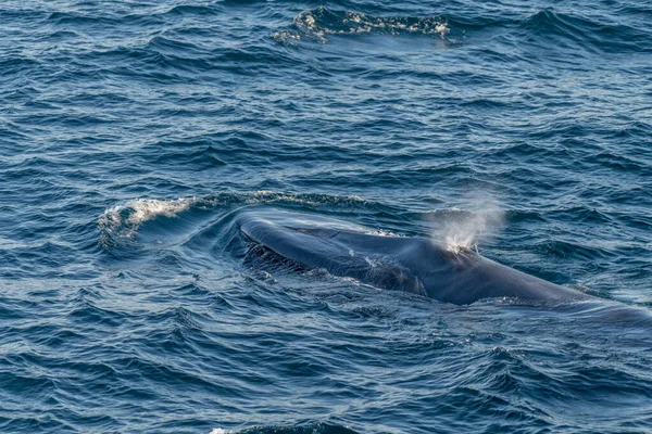 Blue whale blow spout on surface