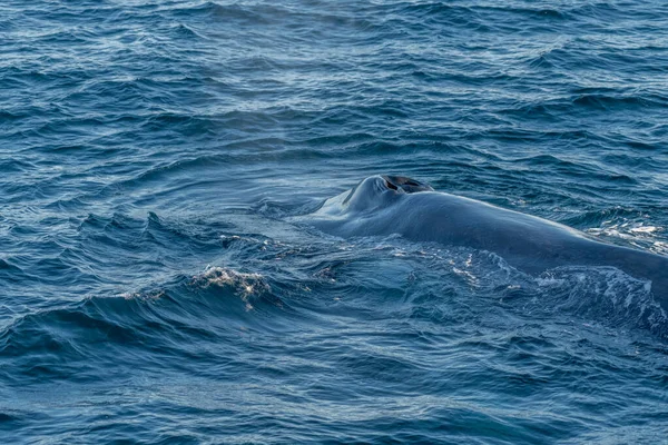 Blue whale feeding on surface