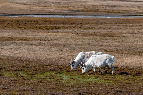 Two Svalbard Reindeer feeding on the tundra