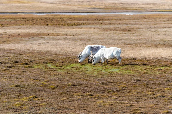Svalbard Reindeer feeding on the tundra