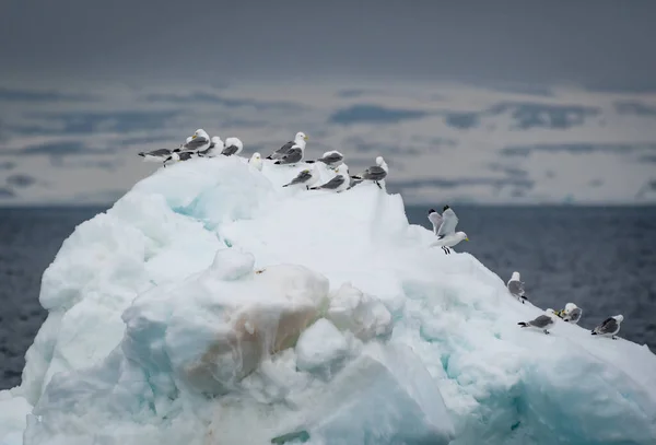A flock of black-legged kittiwakes rests on an iceberg