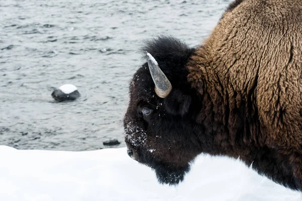 Bison surviving the brutal winter in Yellowstone National Park