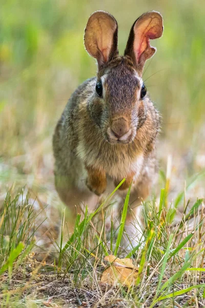 Eastern Cottontail Rabbit running toward the viewer