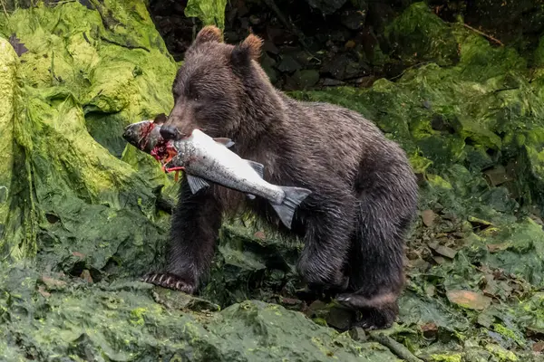 Coastal Brown Grizzly bear carrying a salmon — Stock Image Coastal Brown Grizzly bear carrying a salmon Stock Image