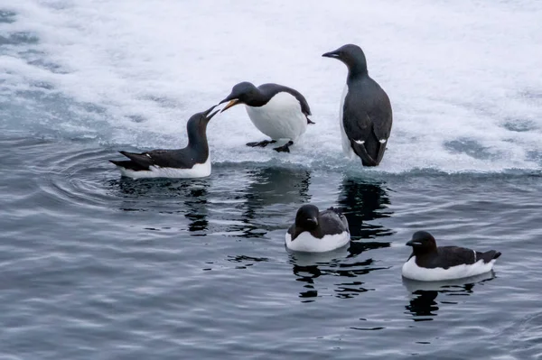 Group of Brunnich\'s guillemots on the ice and swimming