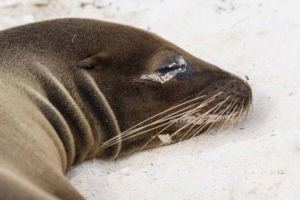 Galapagos Sea Lion sleeping on a white sand beach