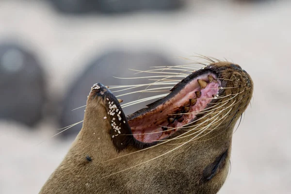 A Galapagos Sea Lion yawning on a beach