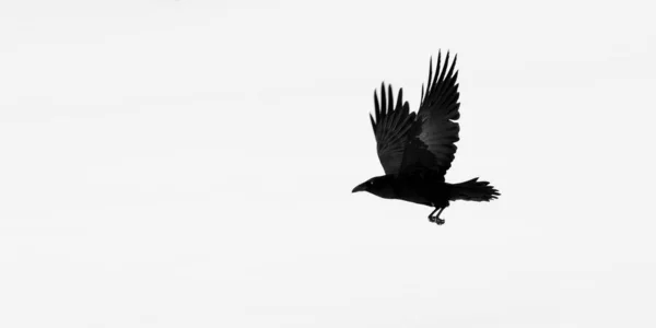 Common Raven flying over snow covered ground in Yellowstone National Park