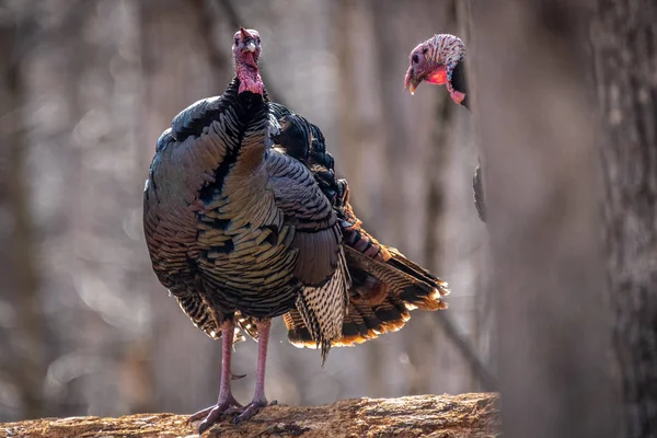 A Wild turkey peers around a tree at another wild turkey