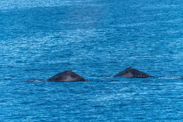 Two Humpback Whales surface off the coast of Baja California