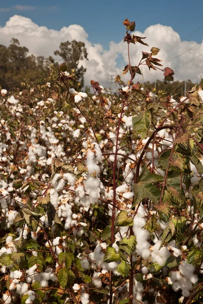 Bols de algodón blanco abierto —  Fotos de Stock