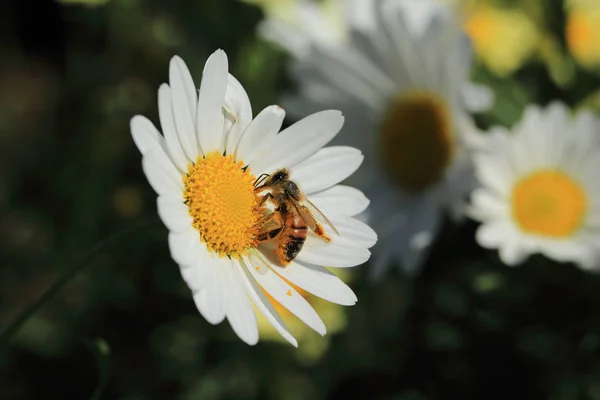 Una abeja poliniza una flor — Foto de Stock