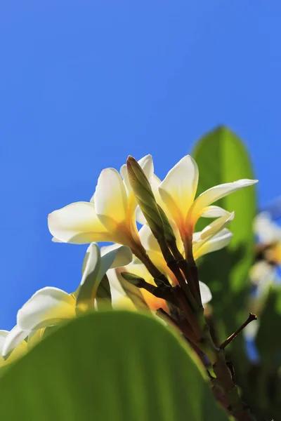 Árbol en flor contra el cielo —  Fotos de Stock