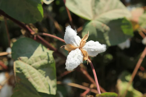 Rama de algodón —  Fotos de Stock