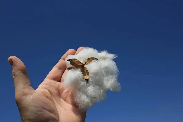 Nova cultura de algodão — Fotografia de Stock