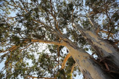 Ağaç dalları ile kaplı gökyüzü ile