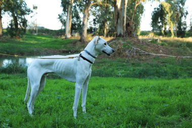 Tasmalı bir köpek