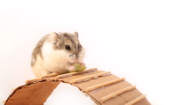 Hamster mit einem Stück Kohl in den Beinen — Stockfoto