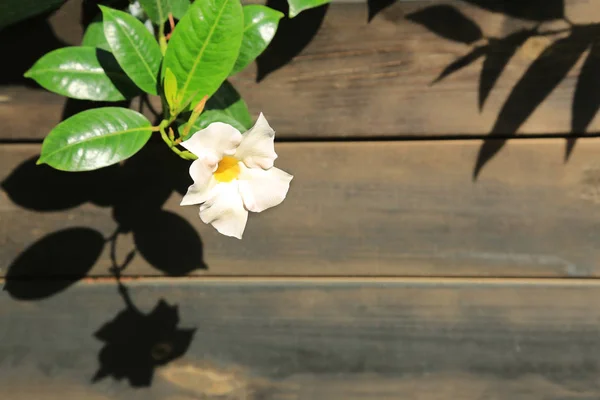 Un fiore illuminato dal sole — Foto Stock