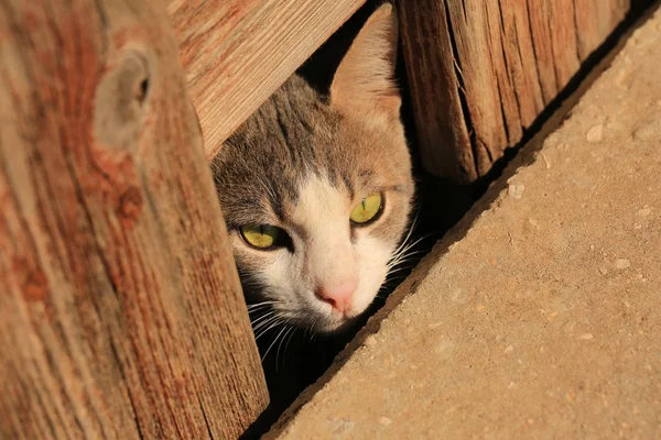 Mycket nyfiken katt — Stockfoto