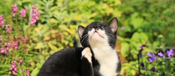 植物背景上的猫 — 图库照片