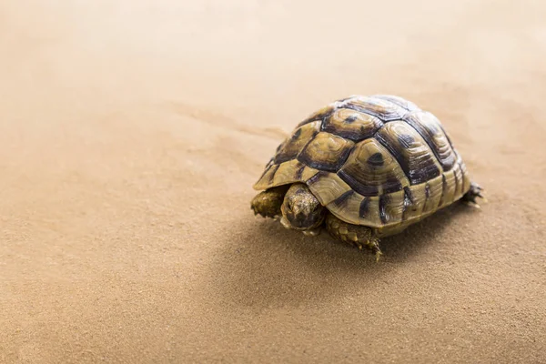 Ciekawy wygląd żółwia. — Zdjęcie stockowe