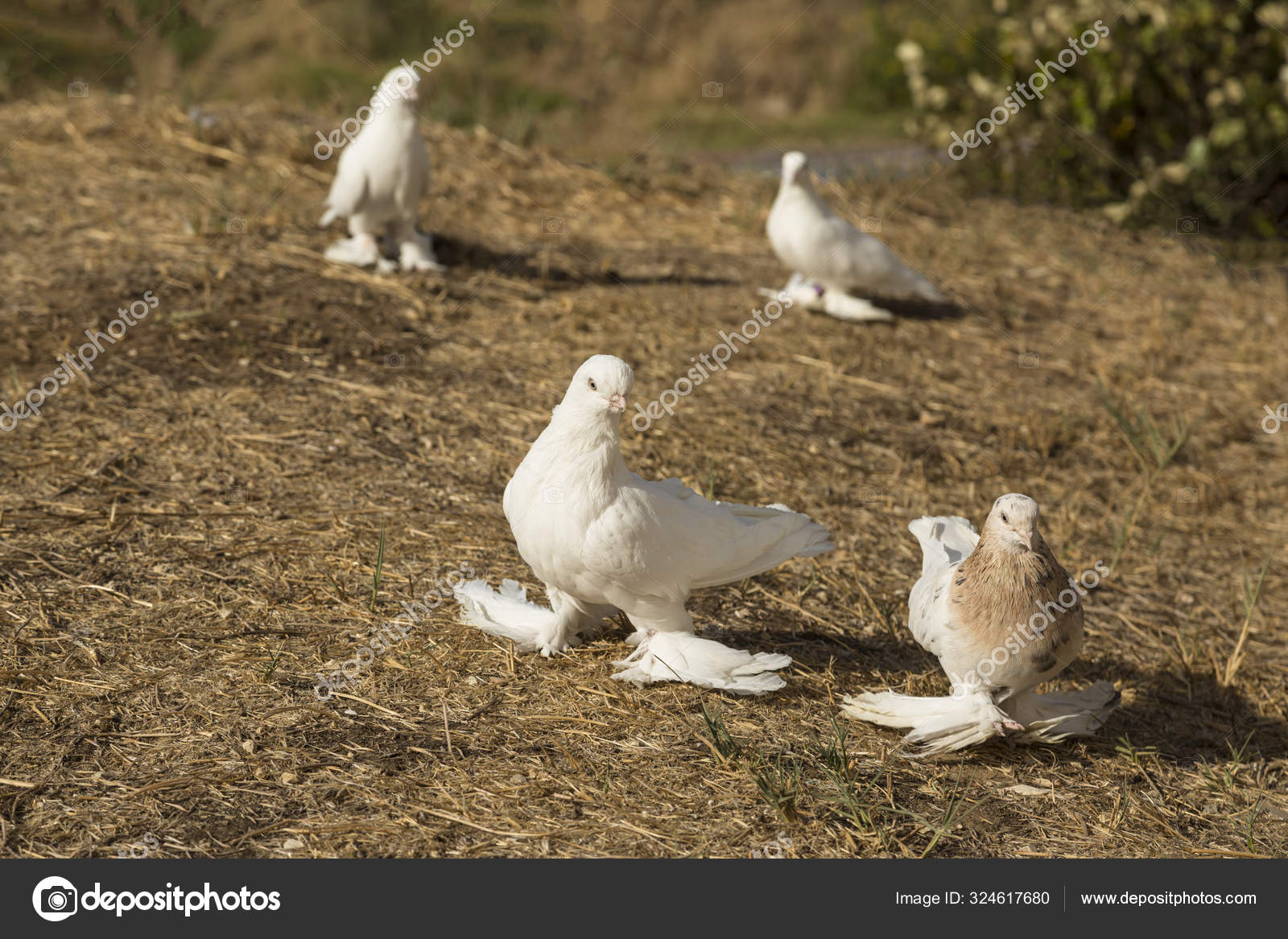 Breeding of rare thoroughbred pigeons at home — Stock Photo © Taurus