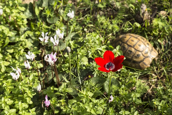 Anemone çiçeği ve kaplumbağa güneşin tadını çıkarıyor. — Stok fotoğraf