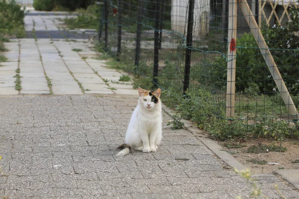 三色猫坐在跑道上 — 图库照片