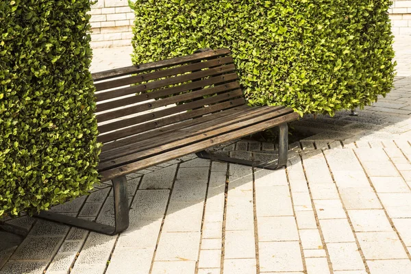 Banc Repos Milieu Deux Buissons Verts — Photo