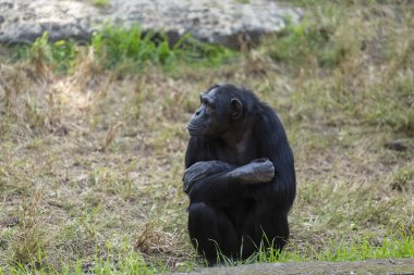 Maymun kuru çimenlerde otururken yüzünü çevirir.