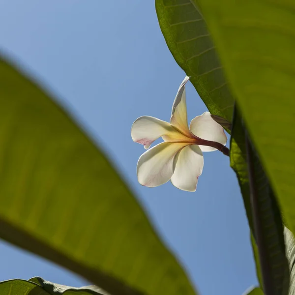 Wit Met Gele Plumeria Bloem Tussen Groene Bladeren — Stockfoto