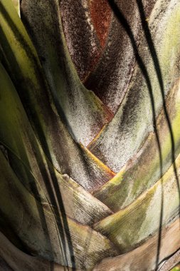 Genç bir palmiye ağacında dalları birbirine dokuyor.