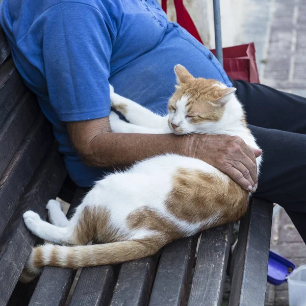 一个老人的手抱着一只大红猫 — 图库照片