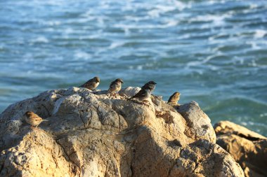 Denize yakın bir kayanın üzerindeki serçe sürüsü.