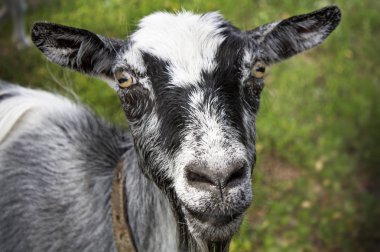 Yeşil çim üzerinde keçi duran