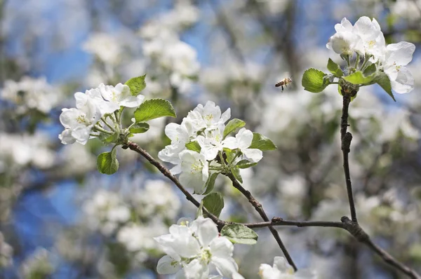 Flor de árvore de maçã com abelha voadora — Fotografia de Stock