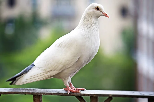 Metal çit üzerinde beyaz güvercin