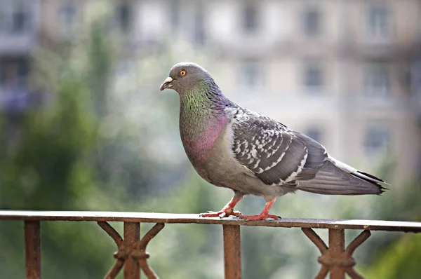 Pombo cinzento sentado no corrimão — Fotografia de Stock