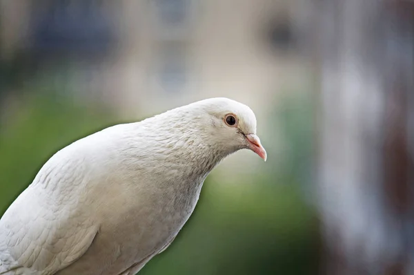 White pigeon on blurred background