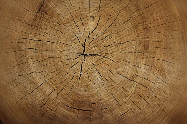 Fondo de corte de sierra de árbol Fotos De Stock Sin Royalties Gratis