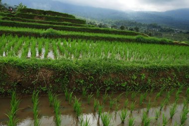 Doğa Manzaralı panorama manzara görünüm alanının inanılmaz güzel yeşil pirinç Teras paddy Jatiluwih Bali