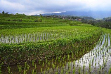 Doğa Manzaralı panorama manzara görünüm alanının inanılmaz güzel yeşil pirinç Teras paddy Jatiluwih Bali