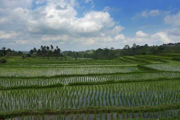 Doğa Manzaralı panorama manzara görünüm alanının inanılmaz güzel yeşil pirinç Teras paddy Jatiluwih Bali