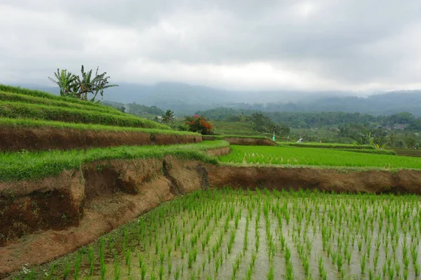 Doğa Manzaralı panorama manzara görünüm alanının inanılmaz güzel yeşil pirinç Teras paddy Jatiluwih Bali